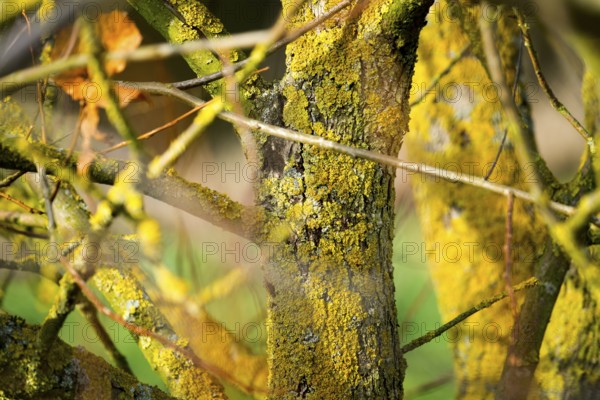 Lichens on a branch in front of an old wall