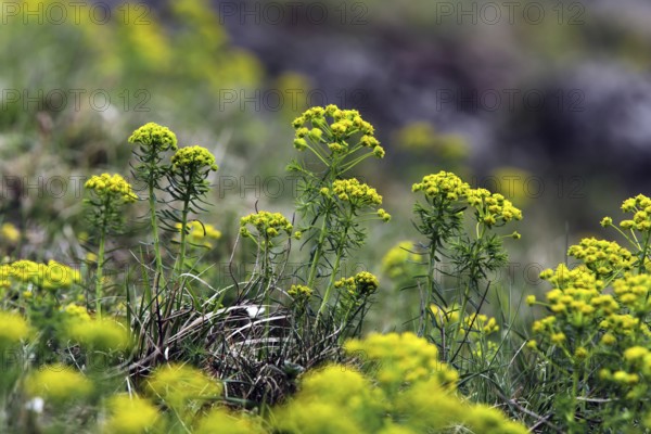 Cypress spurge, Euphorbia cyparissias, cypress spurge