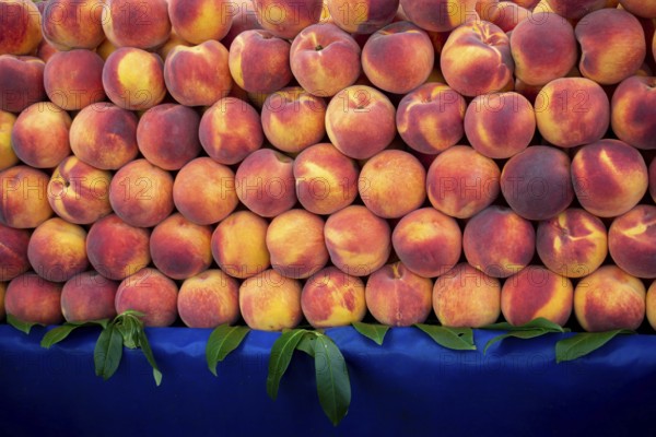 Background of peaches. Ripe and juicy peaches are sold at the farmers