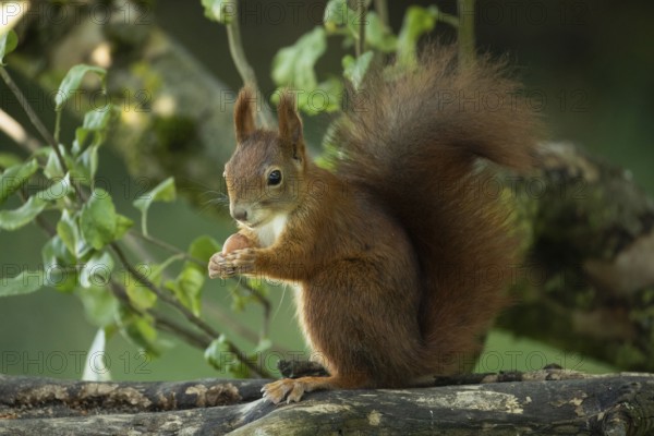 Squirrel holding nut in hands sitting on tree trunk with branches and green leaves looking left