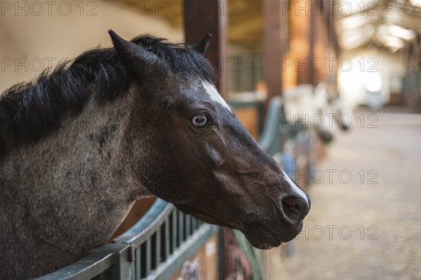 A pony's head with blue eye in the loosebox in the stable