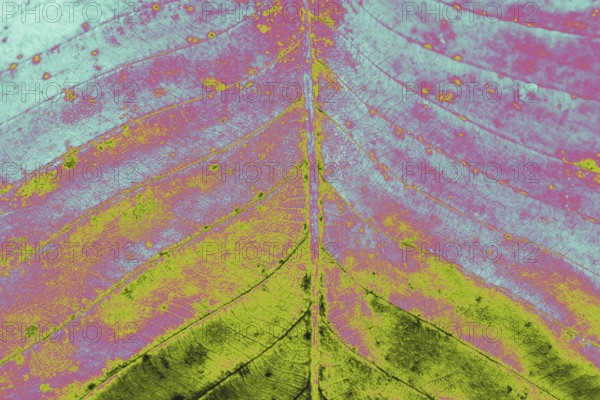 Close up macro view of a dry leaf of autumn season