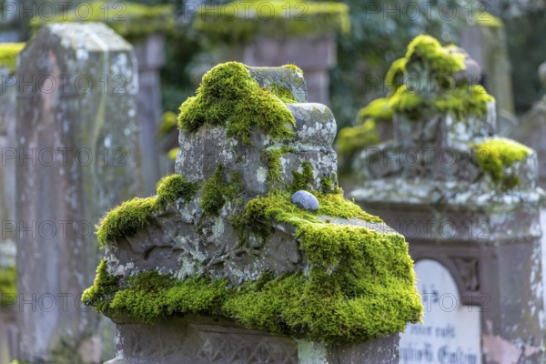 Jewish cemetery with gravestones and grave slabs with green moss, Bad-Buchau, Upper Swabia, Baden-Württemberg, Germany, Europe