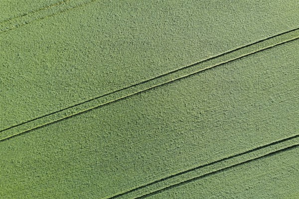 Young green grain top view. Green Wheat
