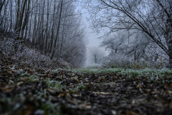Fog and hoarfrost near the Danube near Bogen (Lower Bavaria)