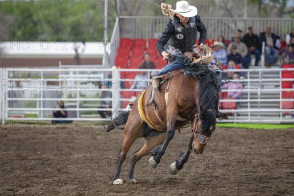 Rodeo ride at the Bucking Horse Sale, Rodeo, Miles City, Montana, USA, North America
