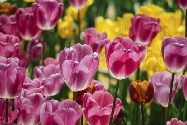 Colorful tulip flowers bloom in the spring garden