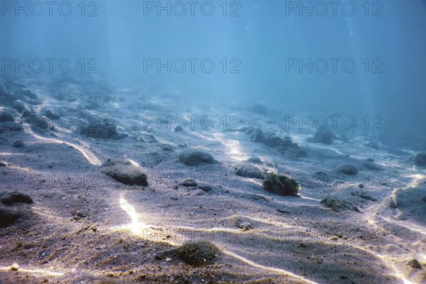 Sandy sea bottom Marine life, Underwater background