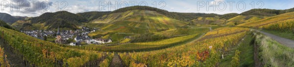 Hiking on the red wine trail in the Ahr valley with sunshine in autumn