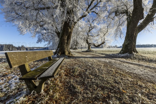 Frosty park bench and path, framed by large trees covered with hoarfrost, Maria Schnee, Nassenbeuren, Unterallgäu, Bavaria, Germany, Europe