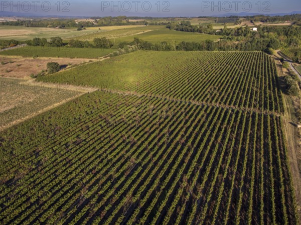 Vineyard near to Carcasona, Aude, Languedoc-Rosellón region. French Republic