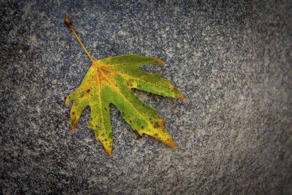 Single yellow dry maple leaf on the ground in autumn. Canadia flag symbol