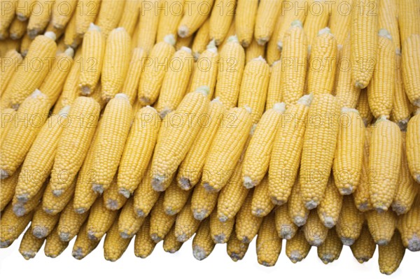 Isolated swings of corn on a white background. Ecological food concept