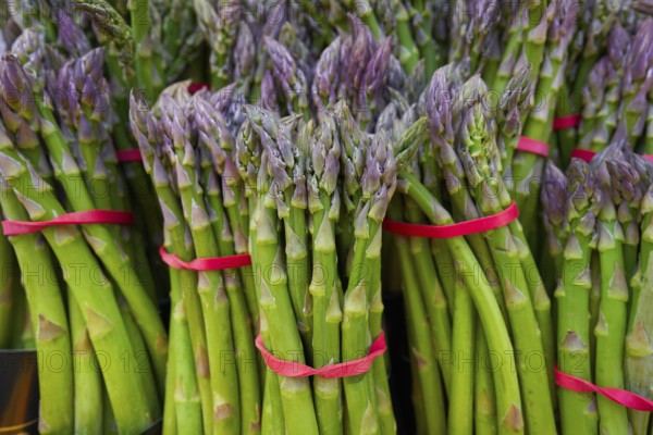 Asparagus green in a row at outdoor market