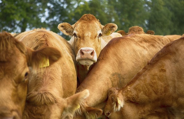 Cows on a pasture in Schleswig Holstein