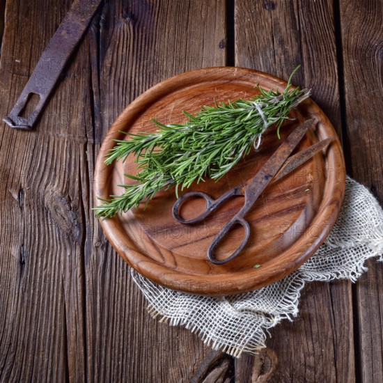 Rosmarin (Rosmarinus officinalis)