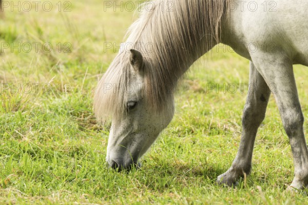 Grazing island horse