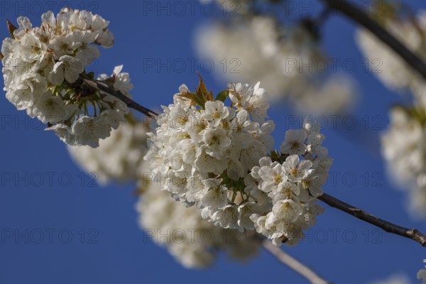 White cherry blossoms with vivid contrast to the deep blue background, Borken, Münsterland, Germany, Europe