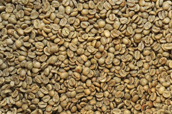 Coffee beans unroasted