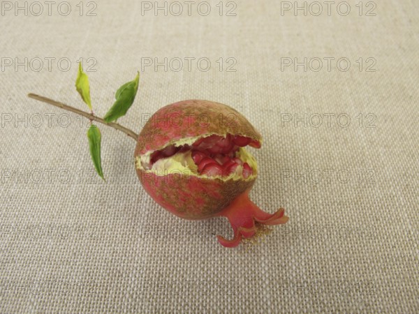 Small ripe pomegranate with burst fruit and visible seeds