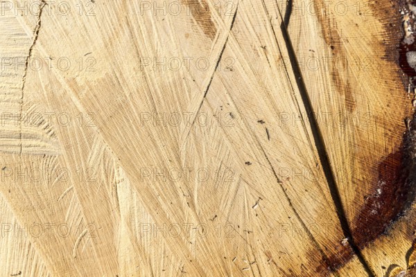 Wood texture cut tree trunk background