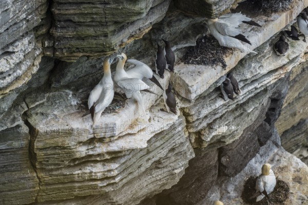 Northern gannet (Morus bassanus) in a breeding colony, Westray, Orkney Islands, Scotland, Great Britain