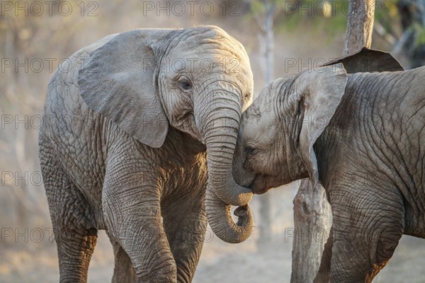 Two Elephants playing in the Kruger National Park, South Africa, Africa