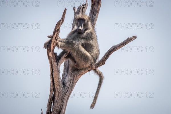 Chacma baboon sitting on a tree in the Kruger National Park, South Africa, Africa