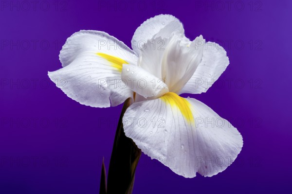 Close-up of a white Hollandica Alaska iris flower with yellow accents, covered in water droplets, against a purple background. The delicate petals and moisture create a fresh and elegant appearance, Odessa, Ukraine, Europe
