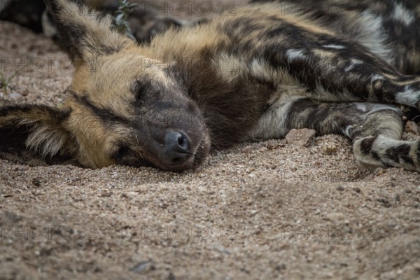 An African wild dog sleeping in the Sabi Sand Game Reserve, South Africa, Africa