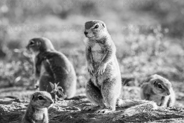 Ground squirrels in the sand in black and white in the Kgalagadi Transfrontier Park, South Africa, Africa