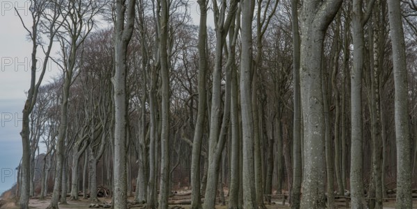 Trees in the ghostly forest on the cliffs facing the Baltic Sea, Nienhagen, Mecklenburg-Vorpommern, Germany, Europe
