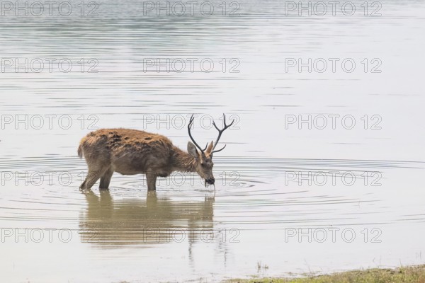 Sambar (Cervus unicolor), roe deer, horse deer, noble deer, eats in water, Kanha National Park, tiger reserve, Jabalpur, Madhya Pradesh, India, Asia