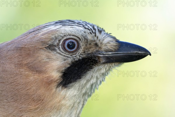 Eurasian jay (Garrulus glandarius) portrait, side view of the head, Rhine floodplain, Upper Rhine, Baden-Württemberg, Germany, Europe