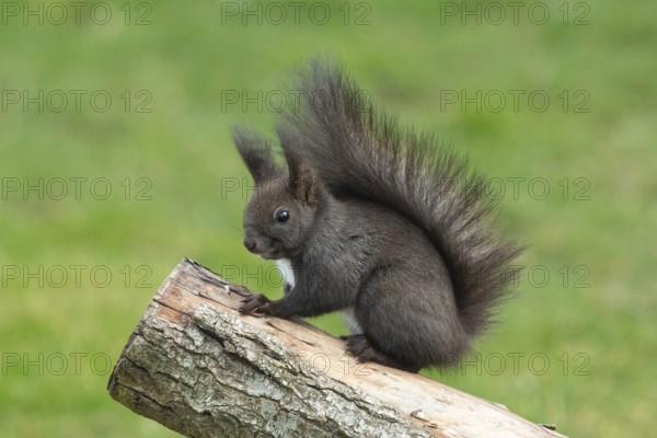 Squirrel (Sciurus vulgaris)