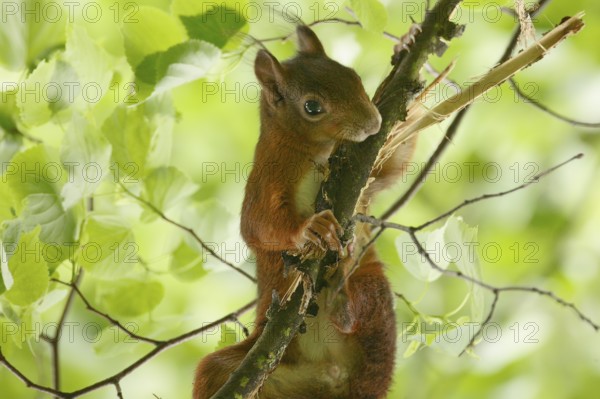 Squirrel Rodent (Sciurus)