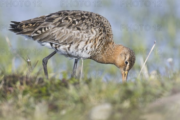 Black-tailed godwit (Limosa limosa)