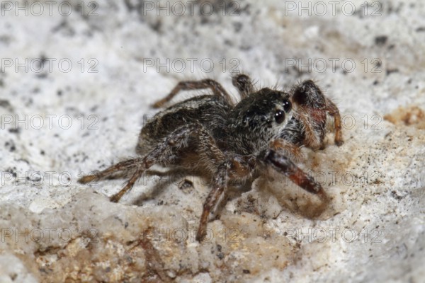 Cross spider (Pellenes tripunctatus)