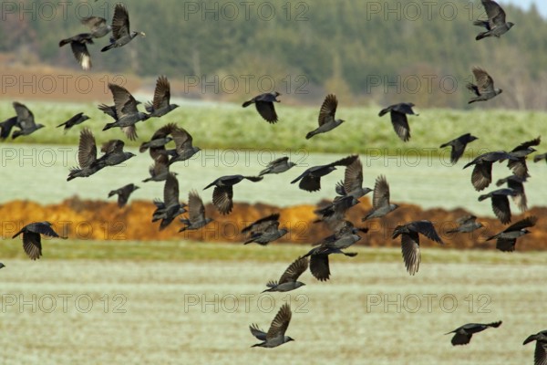 Jackdaw (Coloeus monedula)