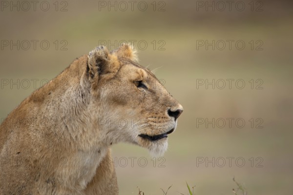 Lioness portrait (Panthera leo)