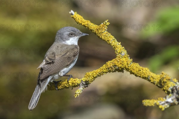 Rattling warbler - sitting on a branch (Sylvia curruca)