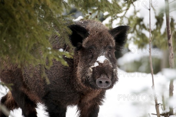 Wild boar (sus scrofa)