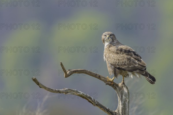 Common buzzard (Buteo buteo)