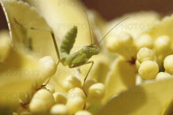 European mantis (Mantis religiosa)