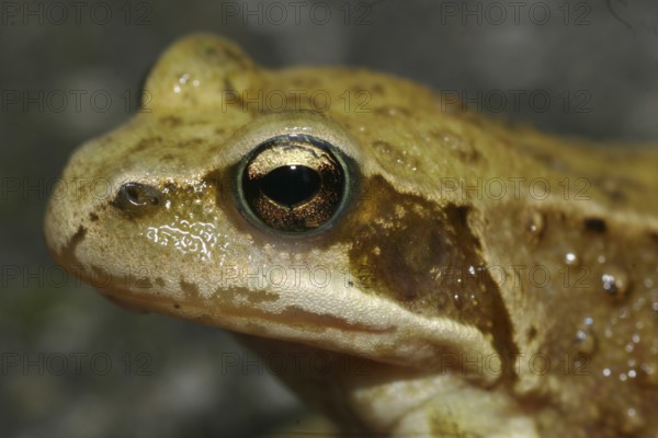 Grass frog (Rana temporaria)