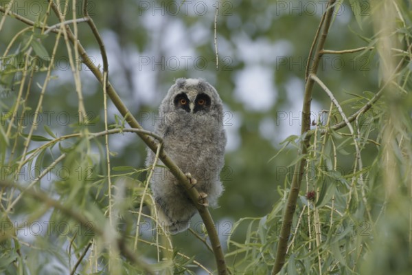 Long-eared owl (Asio otus)