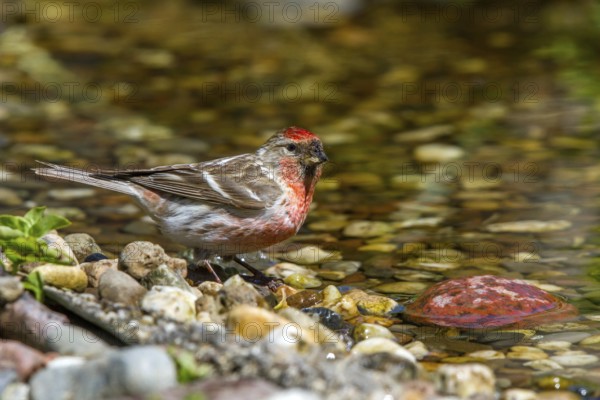 Redpoll - male drinking (Carduelis flammea)
