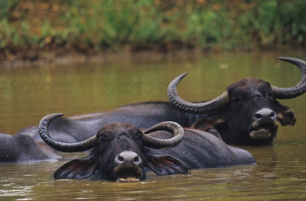 Water buffalo (Bubalus arnee)