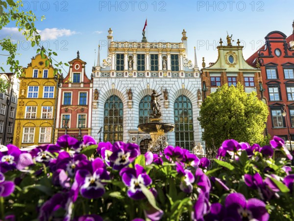Fountain of Neptune and flowers in Gdansk, Poland, Europe