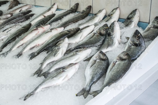 Raw sea bream and bass fish on ice in a fishing shop